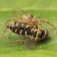 Spider and Hoverfly 3 